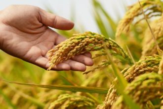 Agenor Vicente Pelissa