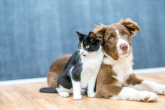 Carlos Alberto Arges Júnior